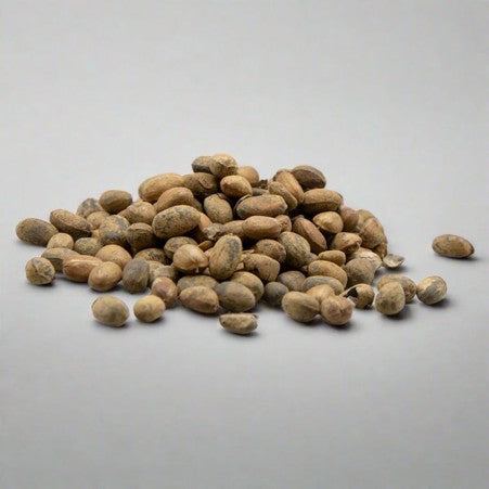 Jamalgota / Jamaal Ghota Seeds | Nervaalam Vidhai | Croton Seeds